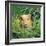 Golden Guinea Pig in Long Grass, UK-Jane Burton-Framed Photographic Print