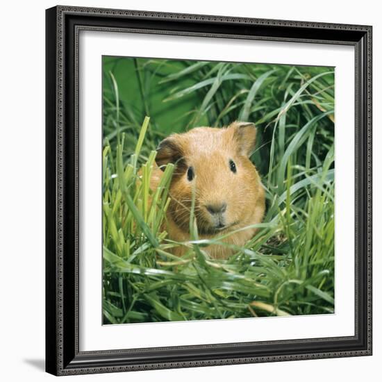 Golden Guinea Pig in Long Grass, UK-Jane Burton-Framed Photographic Print