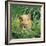 Golden Guinea Pig in Long Grass, UK-Jane Burton-Framed Photographic Print