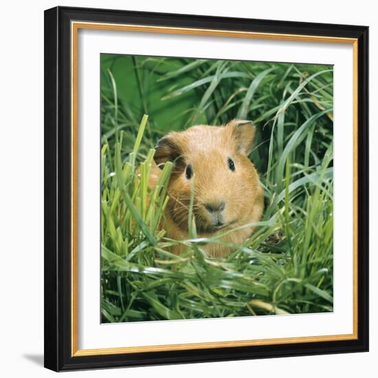 Golden Guinea Pig in Long Grass, UK-Jane Burton-Framed Photographic Print