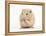 Golden Hamster Washing Itself-Mark Taylor-Framed Premier Image Canvas
