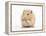 Golden Hamster Washing Itself-Mark Taylor-Framed Premier Image Canvas