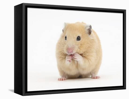 Golden Hamster Washing Itself-Mark Taylor-Framed Premier Image Canvas