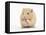 Golden Hamster Washing Itself-Mark Taylor-Framed Premier Image Canvas