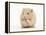 Golden Hamster Washing Itself-Mark Taylor-Framed Premier Image Canvas