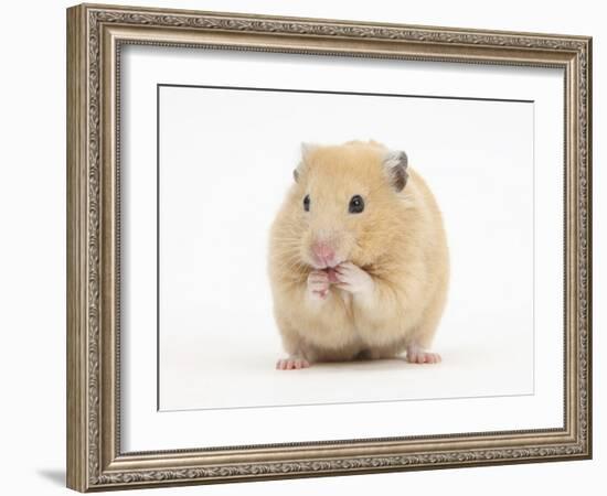 Golden Hamster Washing Itself-Mark Taylor-Framed Photographic Print