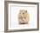 Golden Hamster Washing Itself-Mark Taylor-Framed Photographic Print