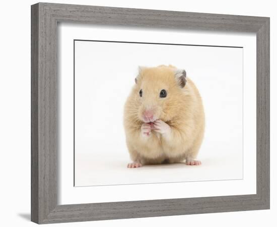 Golden Hamster Washing Itself-Mark Taylor-Framed Photographic Print