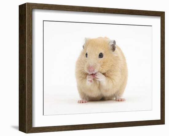 Golden Hamster Washing Itself-Mark Taylor-Framed Photographic Print