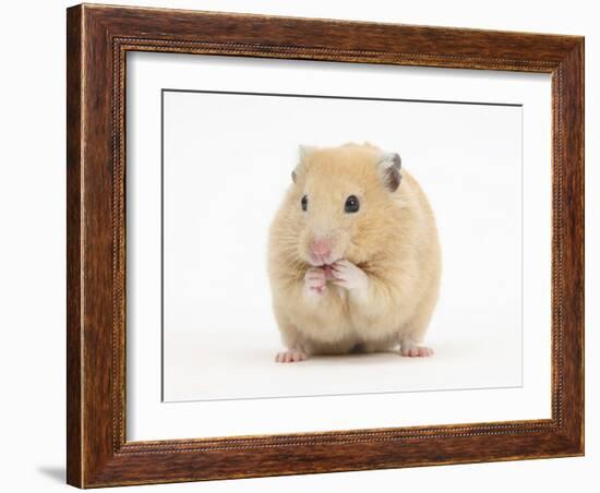 Golden Hamster Washing Itself-Mark Taylor-Framed Photographic Print