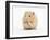 Golden Hamster Washing Itself-Mark Taylor-Framed Photographic Print