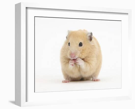 Golden Hamster Washing Itself-Mark Taylor-Framed Photographic Print