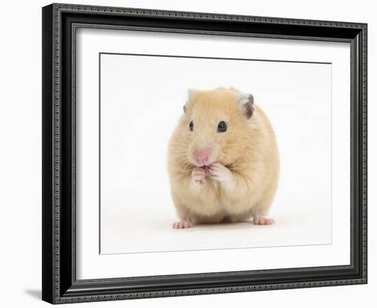 Golden Hamster Washing Itself-Mark Taylor-Framed Photographic Print