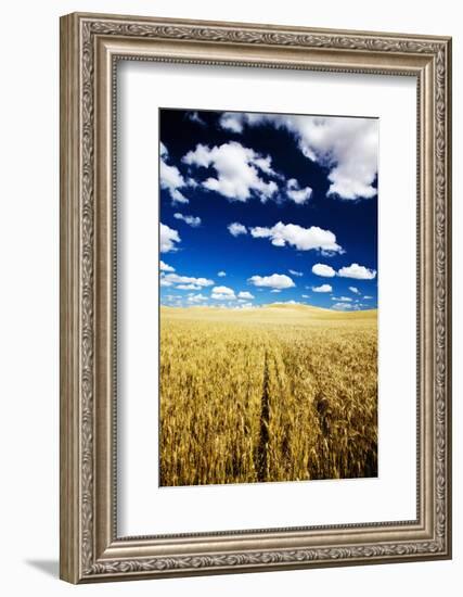 Golden Harvest Wheat, Palouse Country, Washington, USA-Terry Eggers-Framed Photographic Print