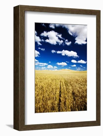 Golden Harvest Wheat, Palouse Country, Washington, USA-Terry Eggers-Framed Photographic Print