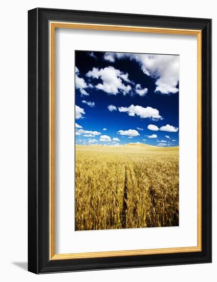 Golden Harvest Wheat, Palouse Country, Washington, USA-Terry Eggers-Framed Photographic Print