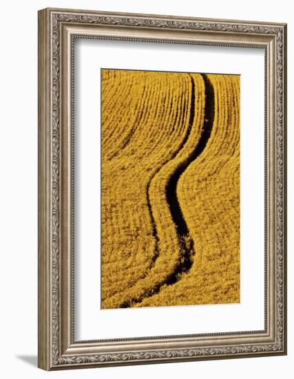 Golden Harvest Wheat, Palouse Country, Washington, USA-Terry Eggers-Framed Photographic Print