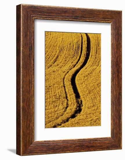 Golden Harvest Wheat, Palouse Country, Washington, USA-Terry Eggers-Framed Photographic Print