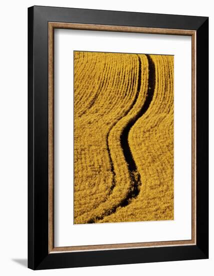 Golden Harvest Wheat, Palouse Country, Washington, USA-Terry Eggers-Framed Photographic Print