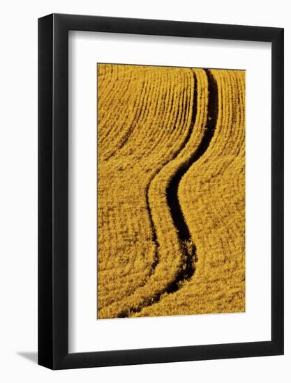 Golden Harvest Wheat, Palouse Country, Washington, USA-Terry Eggers-Framed Photographic Print