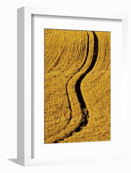 Golden Harvest Wheat, Palouse Country, Washington, USA-Terry Eggers-Framed Photographic Print