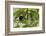 Golden-Headed Manakin Perched in a Tree-Ken Archer-Framed Photographic Print