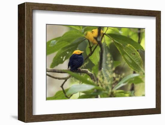 Golden-Headed Manakin Perched in a Tree-Ken Archer-Framed Photographic Print