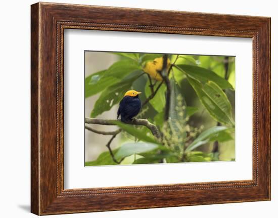 Golden-Headed Manakin Perched in a Tree-Ken Archer-Framed Photographic Print