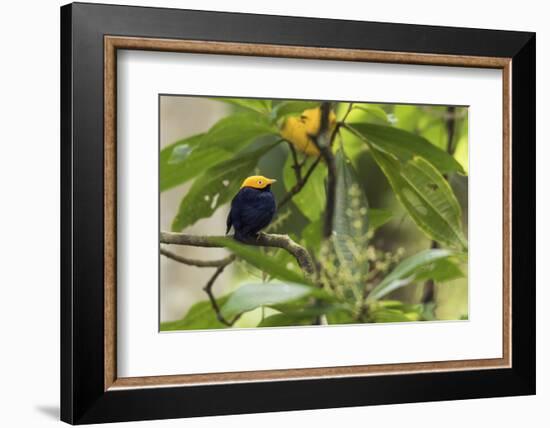 Golden-Headed Manakin Perched in a Tree-Ken Archer-Framed Photographic Print