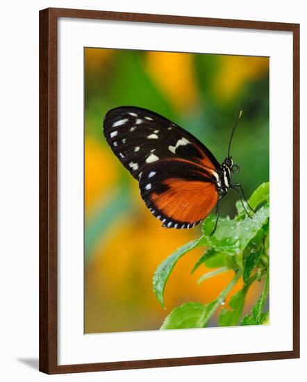 Golden Helicon-Adam Jones-Framed Photographic Print