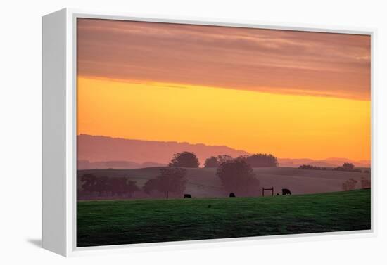 Golden Hour, Petaluma Hills, Farm Scene, Sonoma County-Vincent James-Framed Premier Image Canvas