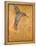 Golden Hummingbird I-Patricia Pinto-Framed Stretched Canvas