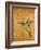 Golden Hummingbird II-Patricia Pinto-Framed Art Print