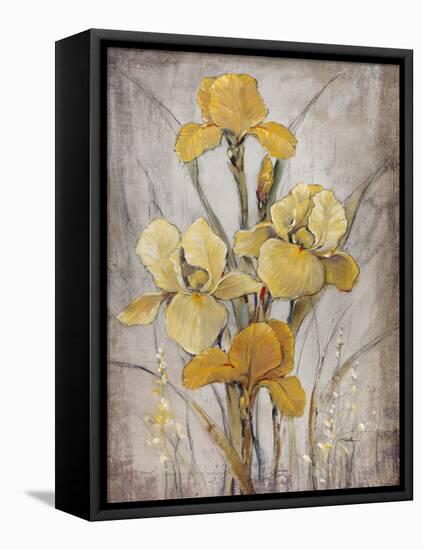 Golden Irises I-Tim O'toole-Framed Stretched Canvas