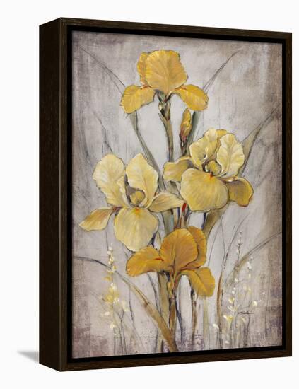 Golden Irises I-Tim O'toole-Framed Stretched Canvas