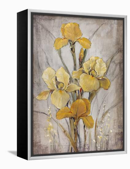 Golden Irises I-Tim O'toole-Framed Stretched Canvas