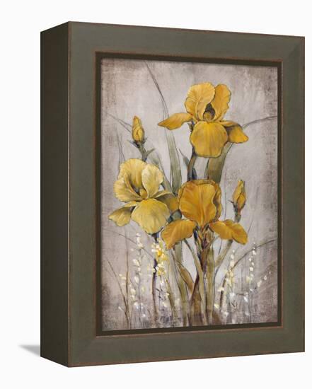 Golden Irises II-Tim O'toole-Framed Stretched Canvas