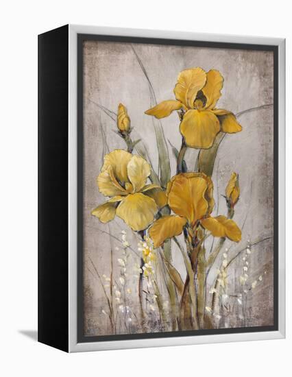 Golden Irises II-Tim O'toole-Framed Stretched Canvas