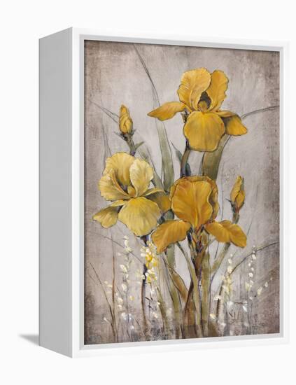 Golden Irises II-Tim O'toole-Framed Stretched Canvas