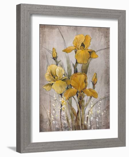 Golden Irises II-Tim O'toole-Framed Art Print