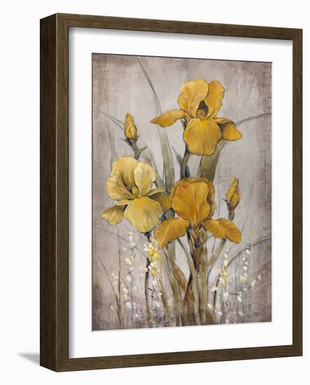 Golden Irises II-Tim O'toole-Framed Art Print