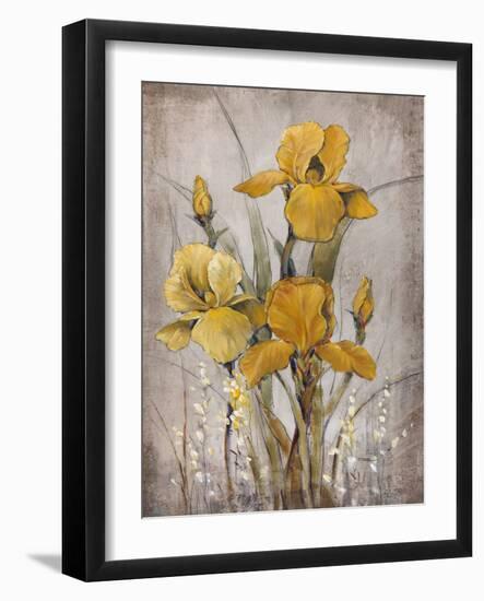 Golden Irises II-Tim O'toole-Framed Art Print