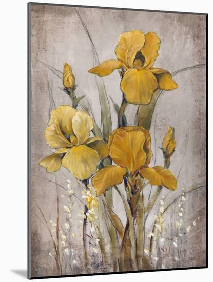 Golden Irises II-Tim O'toole-Mounted Art Print