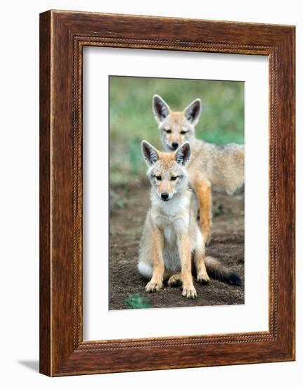 Golden jackal (Canis aureus) cubs, Ndutu, Ngorongoro Conservation Area, Tanzania-null-Framed Photographic Print