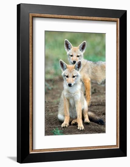 Golden jackal (Canis aureus) cubs, Ndutu, Ngorongoro Conservation Area, Tanzania-null-Framed Photographic Print