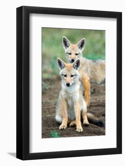 Golden jackal (Canis aureus) cubs, Ndutu, Ngorongoro Conservation Area, Tanzania-null-Framed Photographic Print