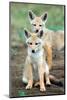 Golden jackal (Canis aureus) cubs, Ndutu, Ngorongoro Conservation Area, Tanzania-null-Mounted Photographic Print