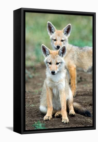 Golden jackal (Canis aureus) cubs, Ndutu, Ngorongoro Conservation Area, Tanzania-null-Framed Premier Image Canvas