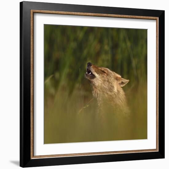 Golden jackal (Canis aureus) howling in grassland. Danube Delta, Romania, May-Loic Poidevin-Framed Photographic Print
