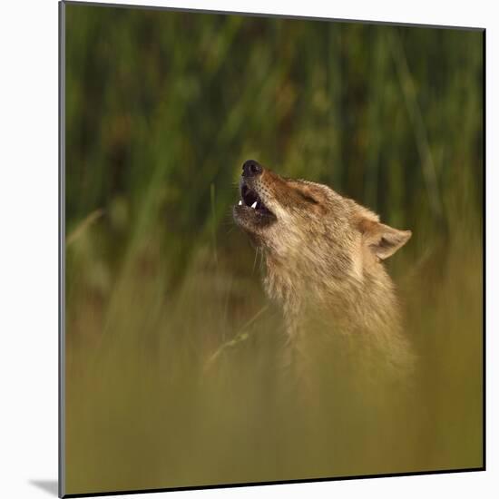 Golden jackal (Canis aureus) howling in grassland. Danube Delta, Romania, May-Loic Poidevin-Mounted Photographic Print
